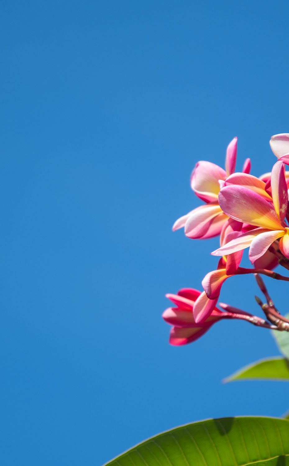 pink and yellow flowers with blue sky background at mycomeditations retreat