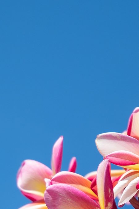 pink and yellow flowers with blue sky background at mycomeditations retreat