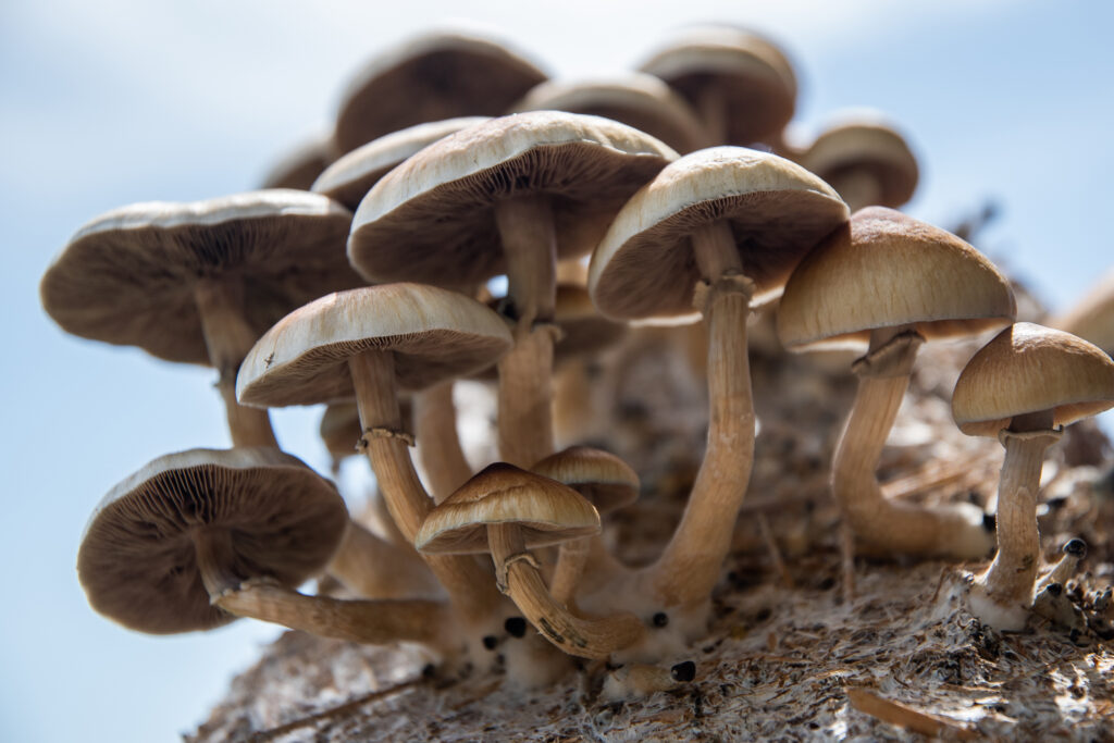 Cluster of psilocybin mushrooms grown for therapeutic retreats.