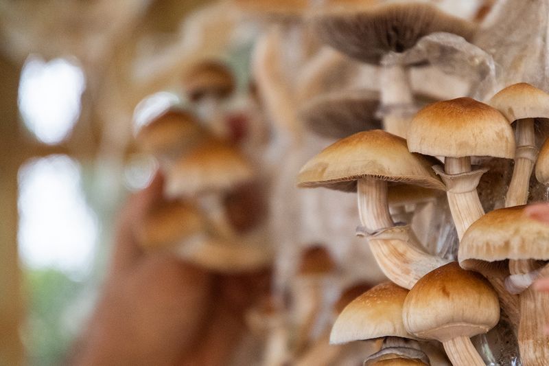 Image shows psilocybin mushrooms that would utilized in a chronic pain retreat after being encapsulated