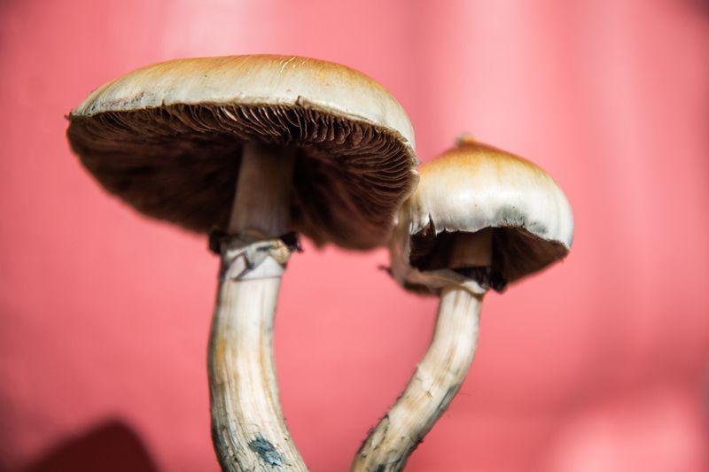 Psilocybin mushrooms