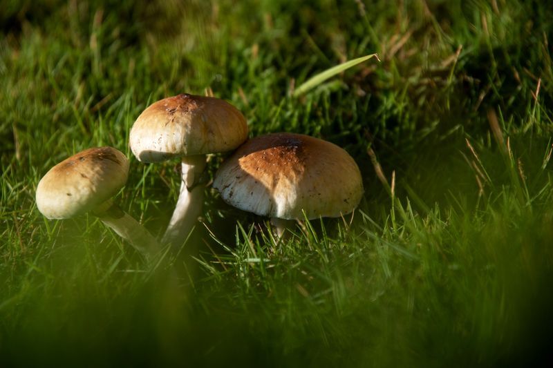 psilocybin mushrooms