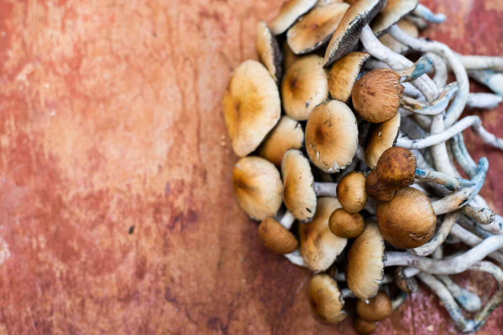 Psilocybin mushrooms used in therapy retreats