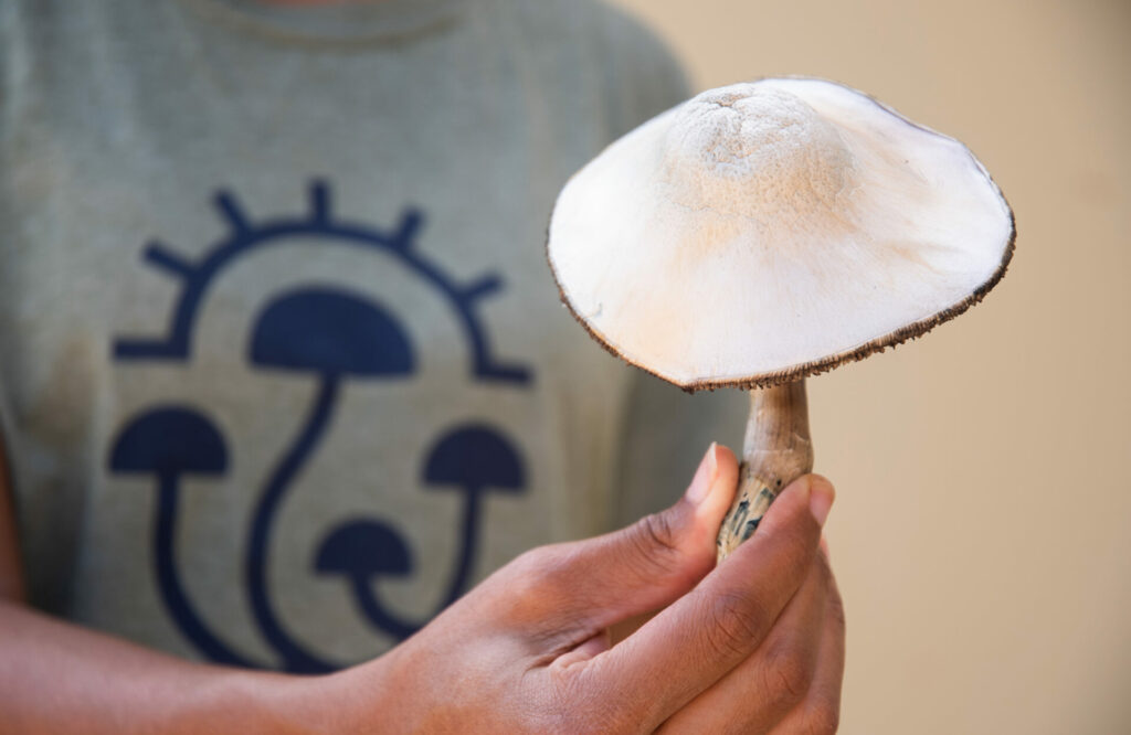 MycoMeditations staff member holding a psilocybin mushroom