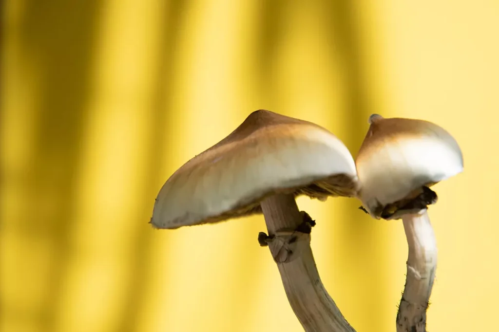 Two psilocybin mushrooms in front of a yellow background with shadows against it.