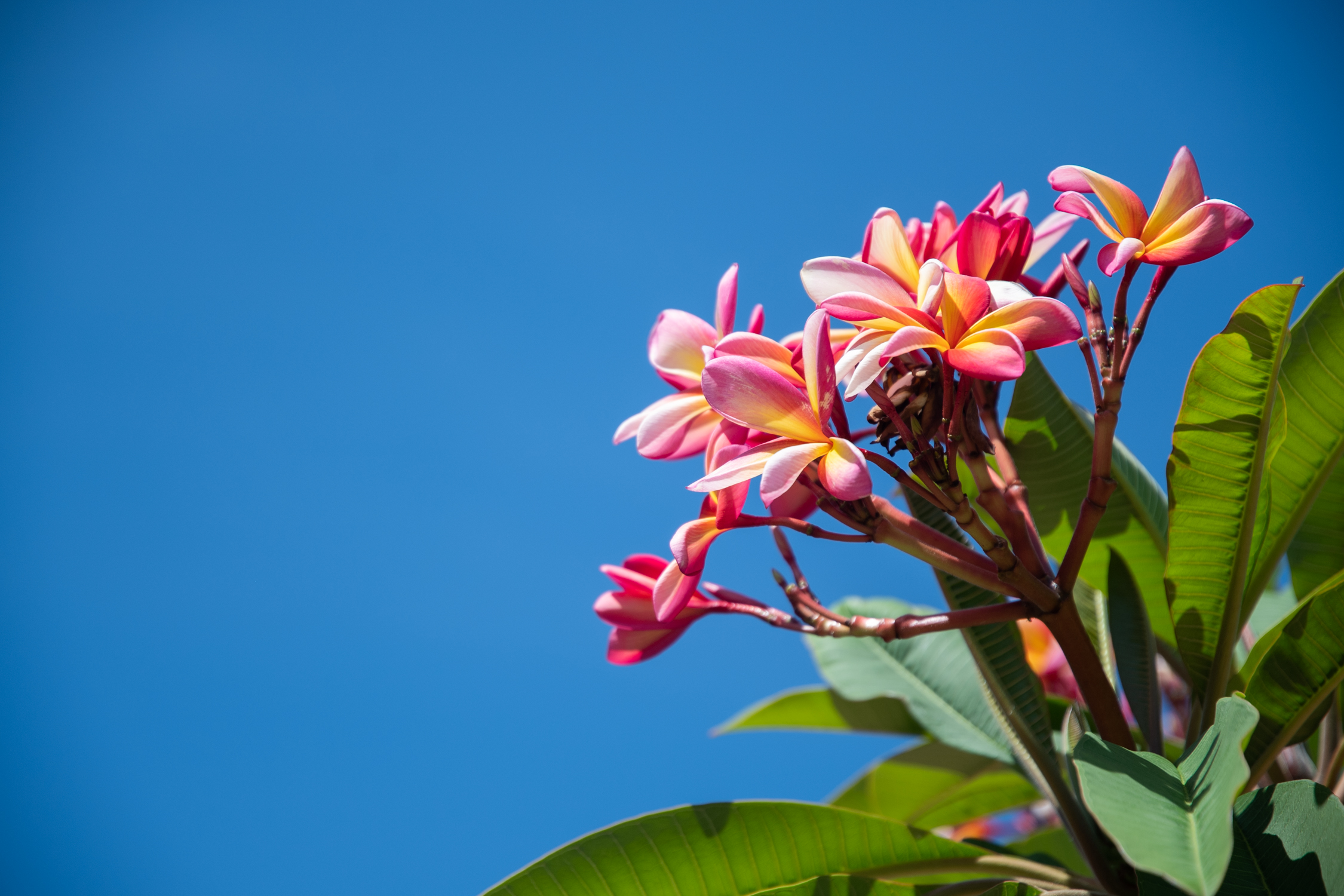 pink and yellow flowers with blue sky background at mycomeditations retreat