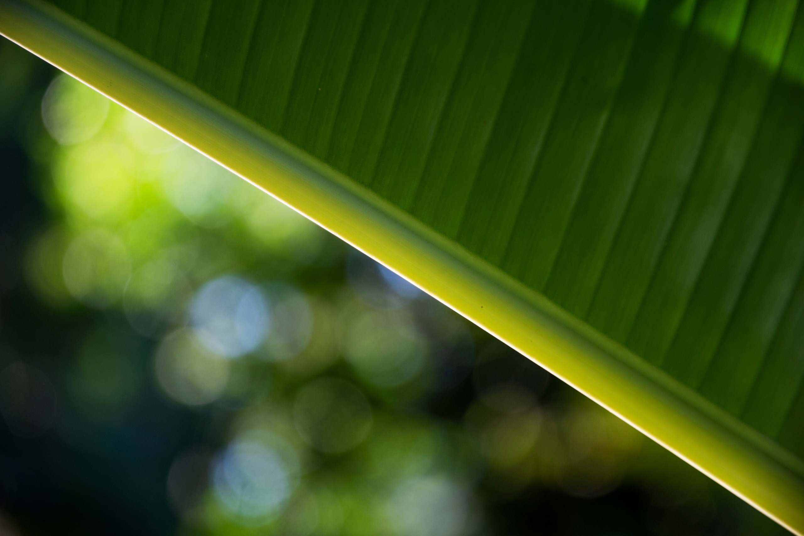 close up of green palm leaf found at mycomeditations retreat in jamaica