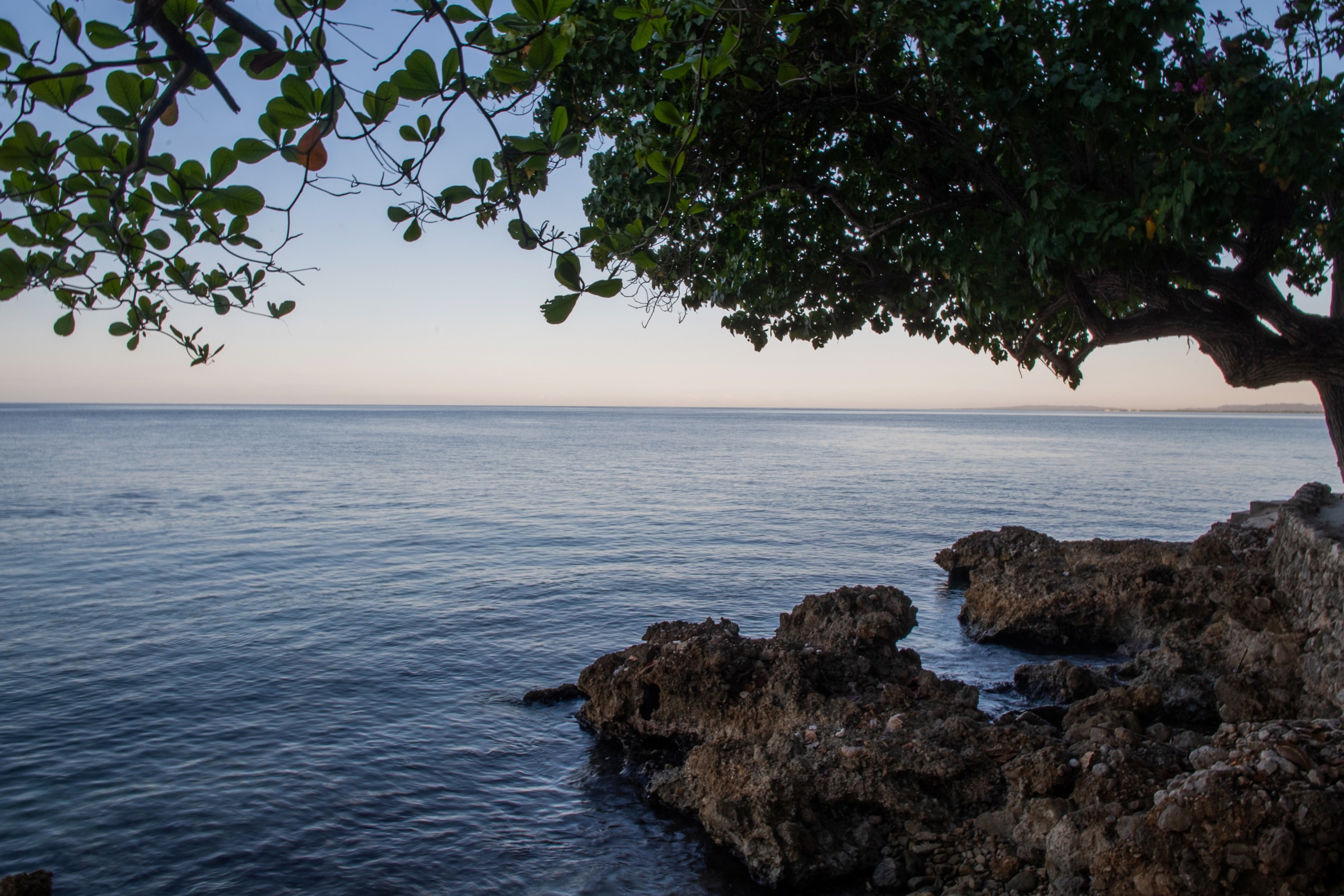 calm waters near rocks with an overhanging tree in jamaica