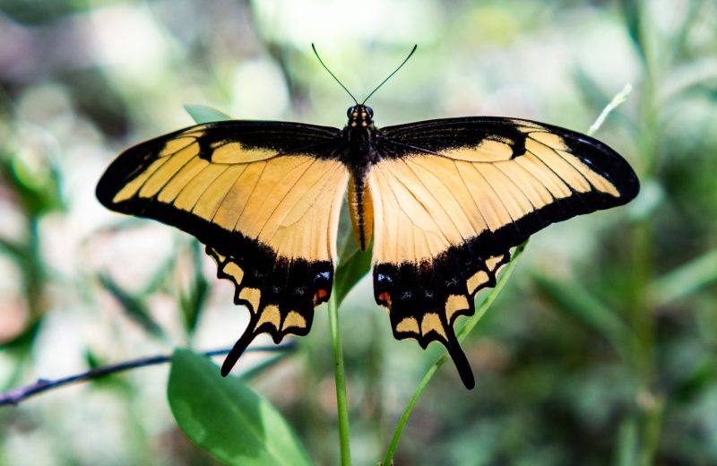 A butterfly rests on foliage, reflecting nature’s calm around the psychedelic retreat.