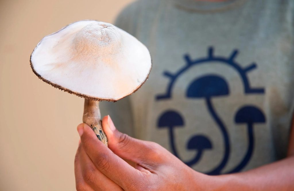 A person with a t-shirt with the mycomeditations on it logo holding a psilocybin mushroom