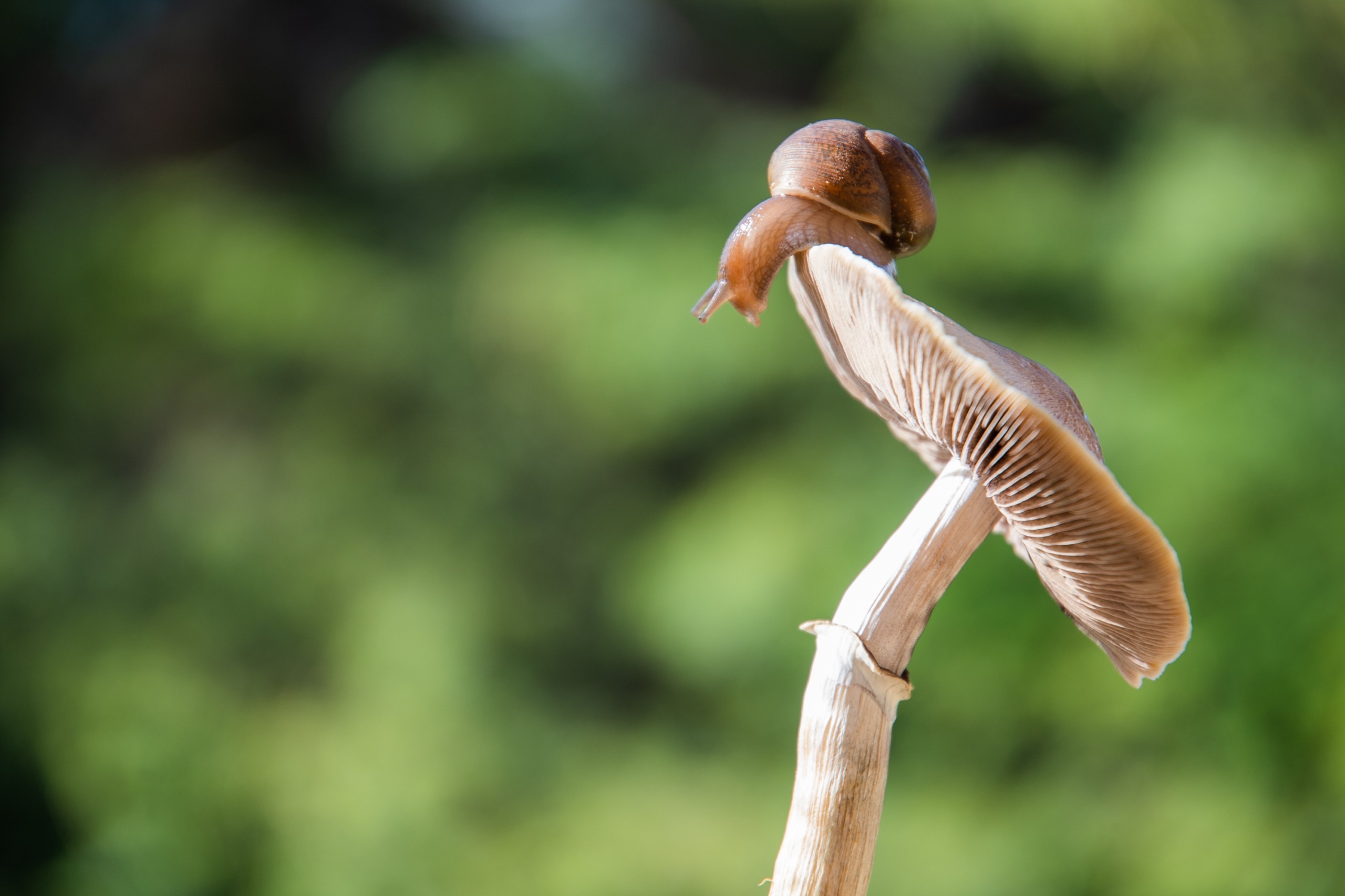 small brown snail on psilocybin mushroom with green plants in the background
