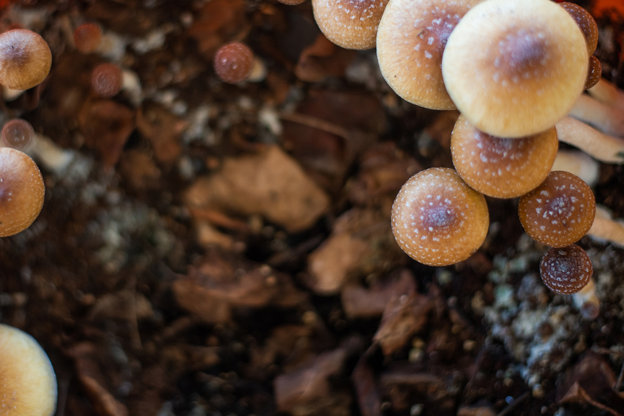psilocybin mushrooms growing out of soil