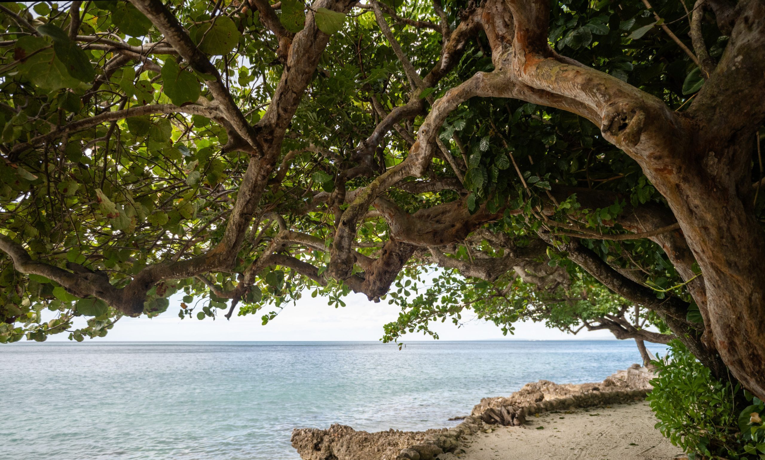 view of the sea with an overarching tree from a sand path at mycomeditations psilocybin retreat