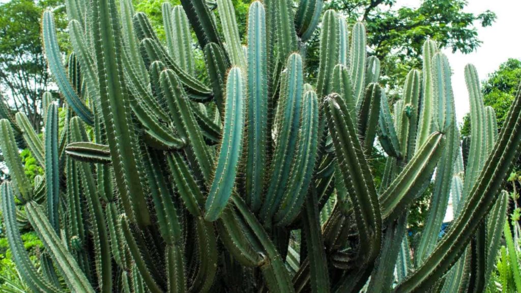 The San Pedro cactus, a traditional Andean source of mescaline used for over 3000 years.