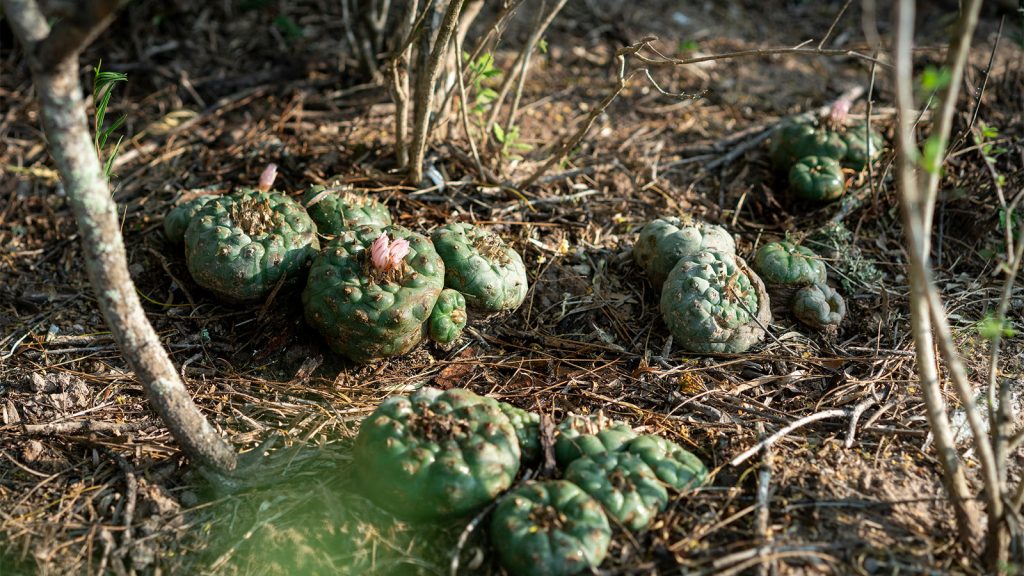 Peyote cacti, a natural source of mescaline, growing in native North American soil.