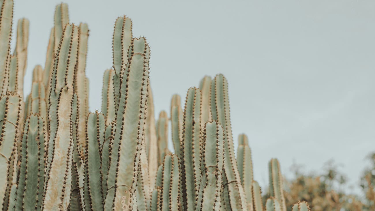 tall san pedro cactuses with clear skies behind them