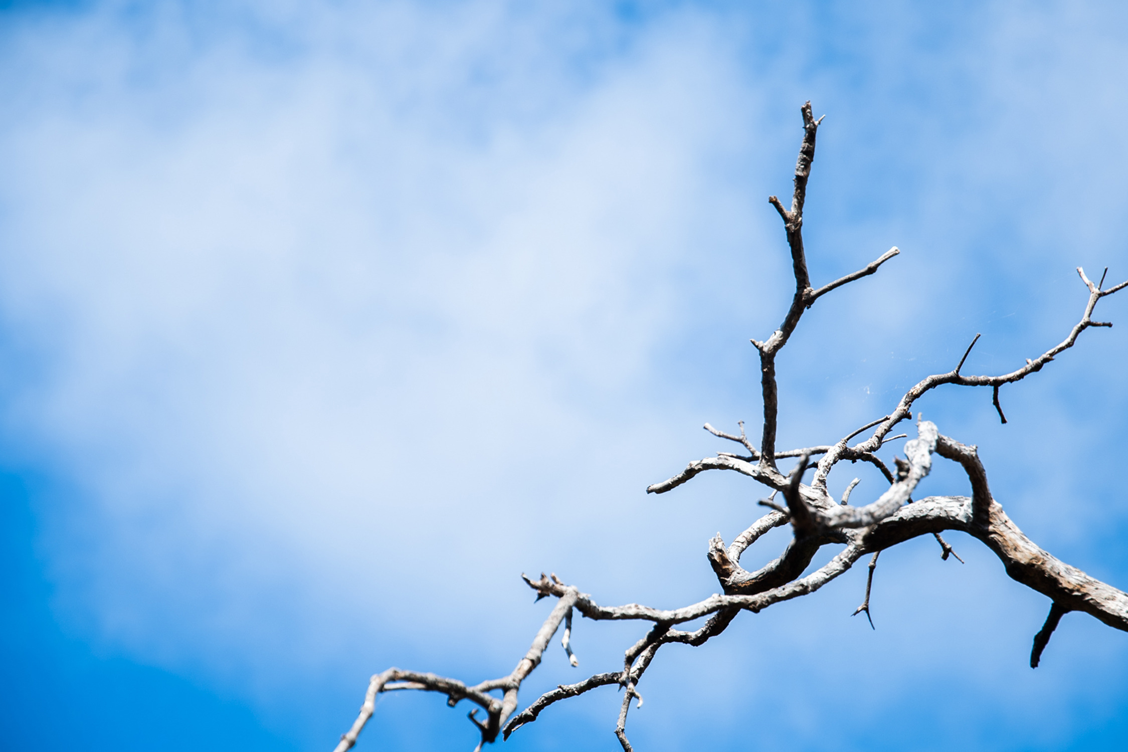 A photo of a dry, dead tree used as a metaphorical comparison to fibromyalgia.