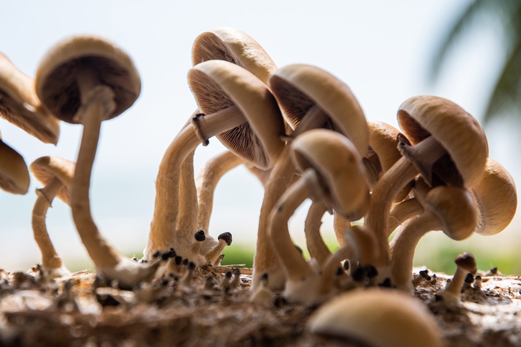 Psilocybin mushrooms growing out of mycelium with palm leaves in the background.