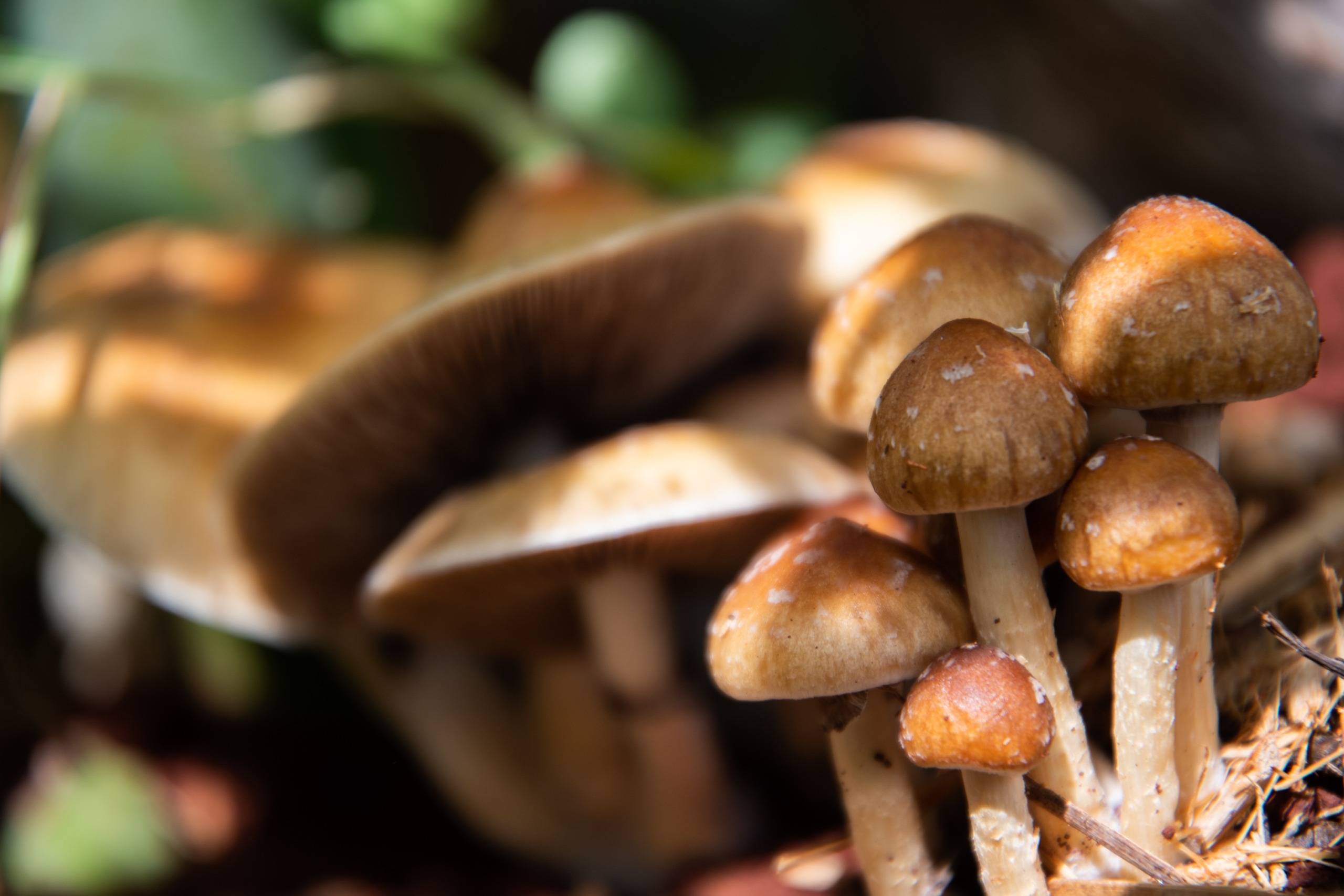 a cluster of psilocybin mushrooms