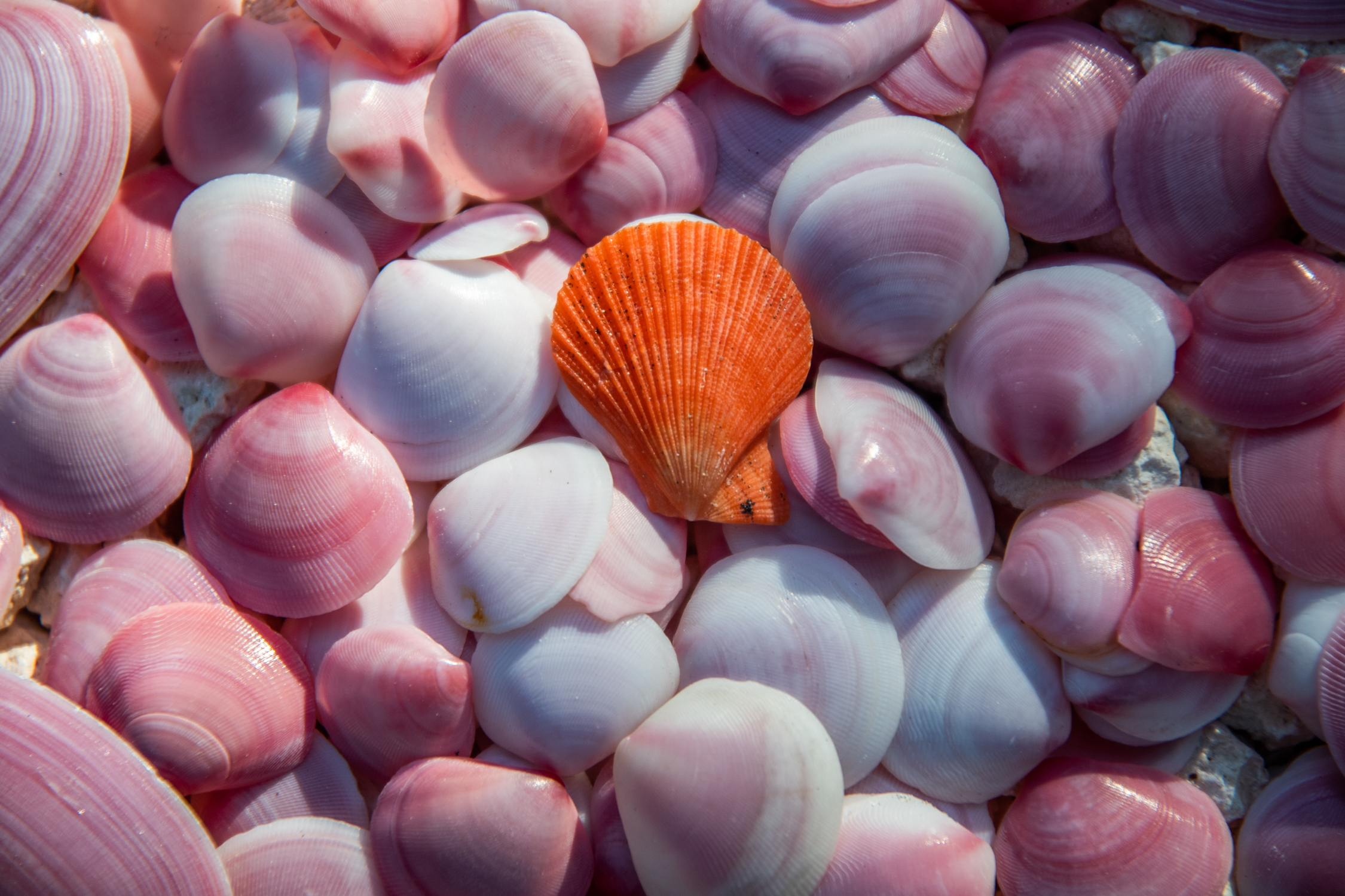 Pink and white seashells with one orange shell that sticks out