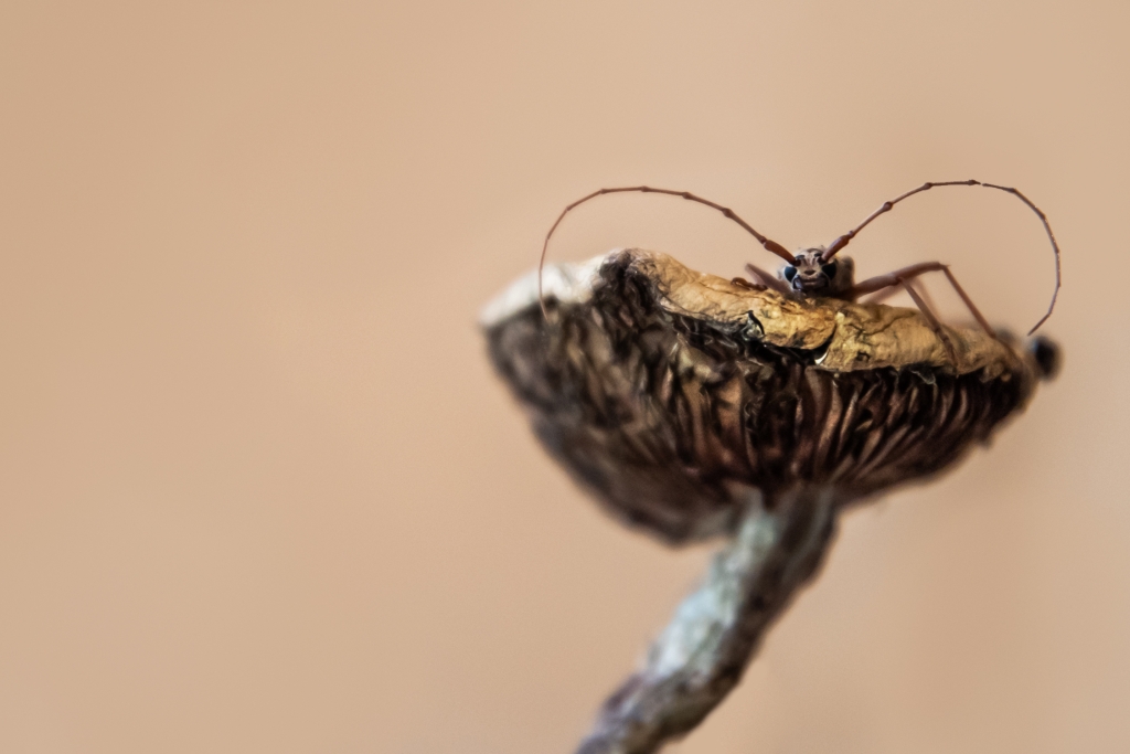 A bug sitting on a dried psilocybin mushroom.