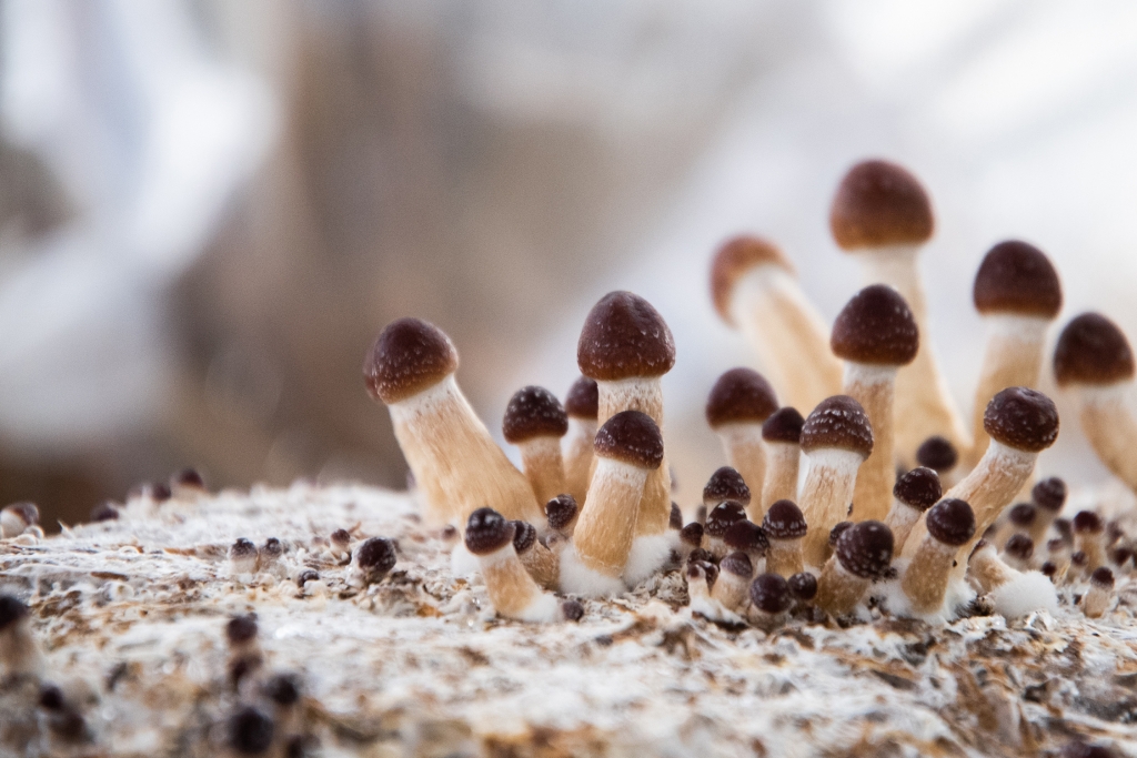 Little psilocybin mushrooms growing out of a white mass of mycelium.