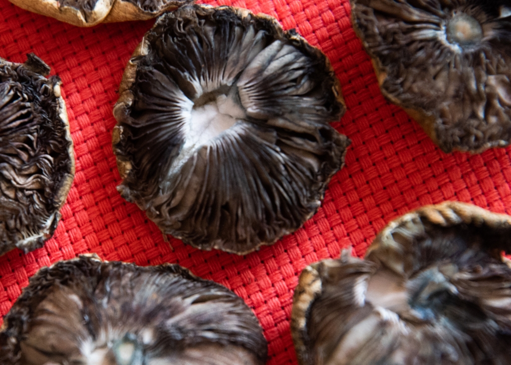 Dried psilocybin mushroom caps on a red table cloth.